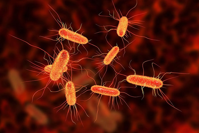 Vi khuẩn E.coli xâm nhập qua đường hậu môn gây ra viêm đường tiết niệu