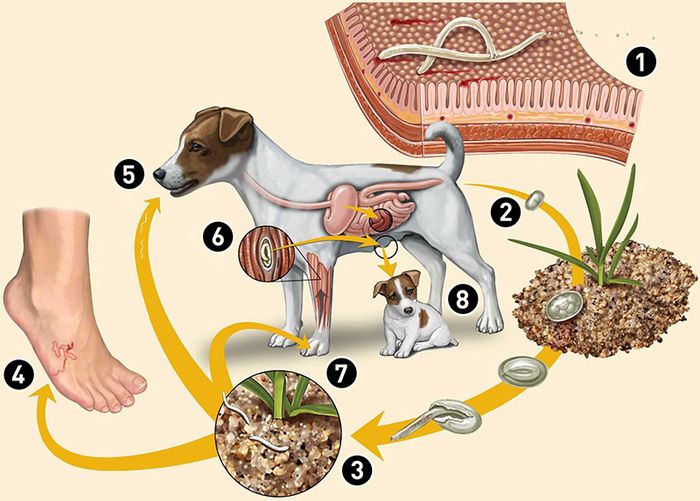 Quá trình phát triển của ký sinh trùng sán chó lây lan sang người