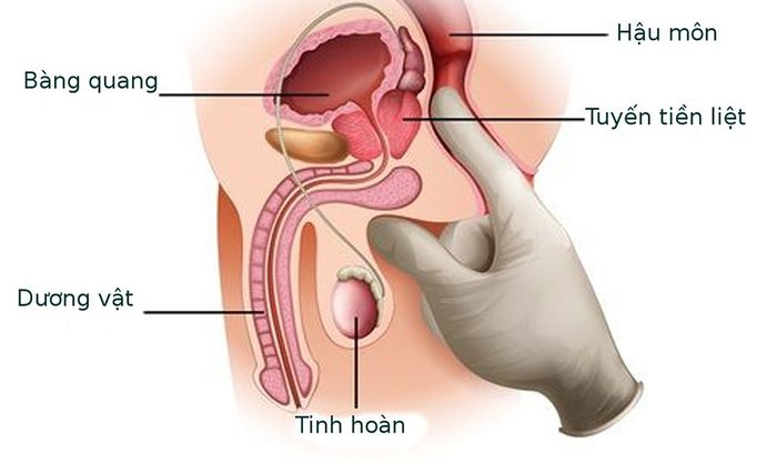 Mô tả và vị trí của tuyến tiền liệt