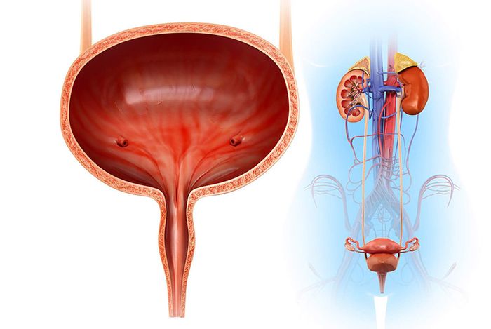 Bàng quang chứa nước tiểu từ thận và thải chúng ra ngoài qua niệu đạo.