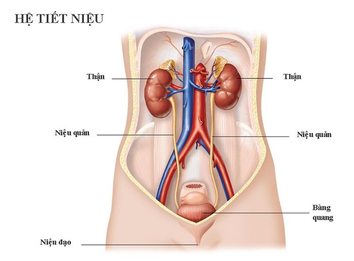 Cấu trúc của hệ thống tiết niệu ở phụ nữ