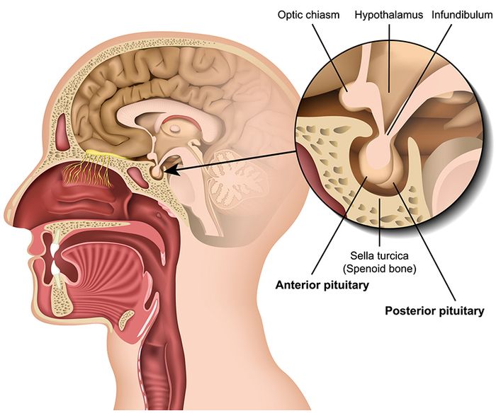 Vị trí của tuyến yên trong hệ thần kinh