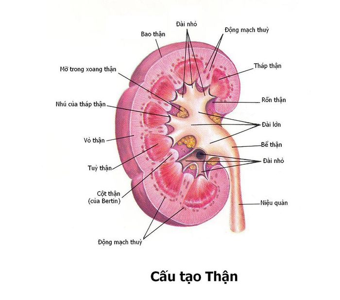 Cấu trúc giải phẫu của thận