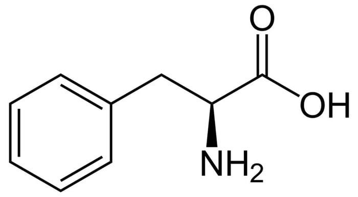 Phenylalanine là chất đầu vào cho một loạt các chất dẫn truyền tín hiệu thần kinh.