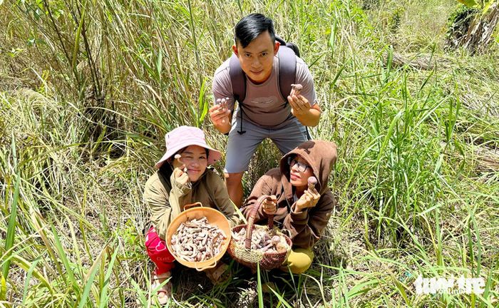 Cư dân tại Phú Quốc đua nhau đi hái nấm tràm để mang về nấu ăn - Ảnh: CHÍ CÔNG