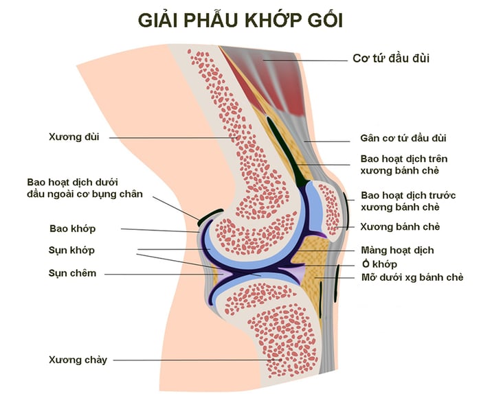 Đầu gối, khớp lớn nhất của cơ thể, quan trọng cho việc di chuyển