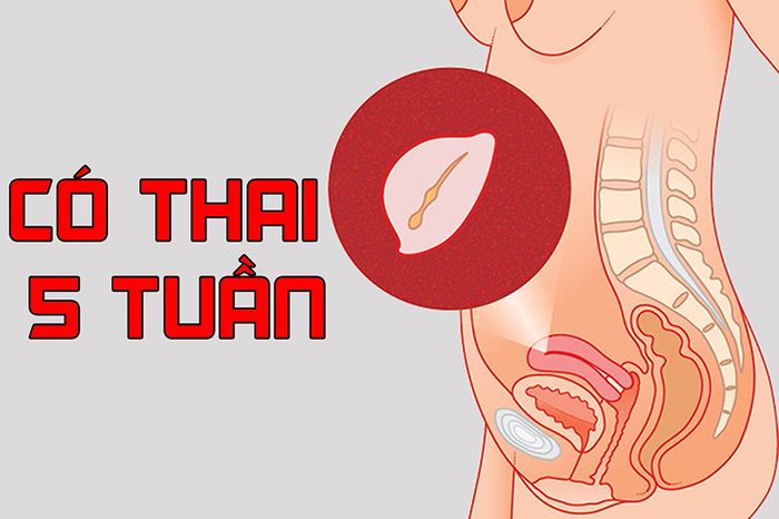 Sau khi thai đã hơn 4 tuần tuổi, các chỉ số theo dõi mới được xác định.