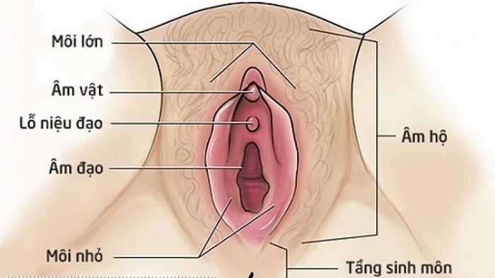 Vị trí khu vực sinh môn ở phụ nữ