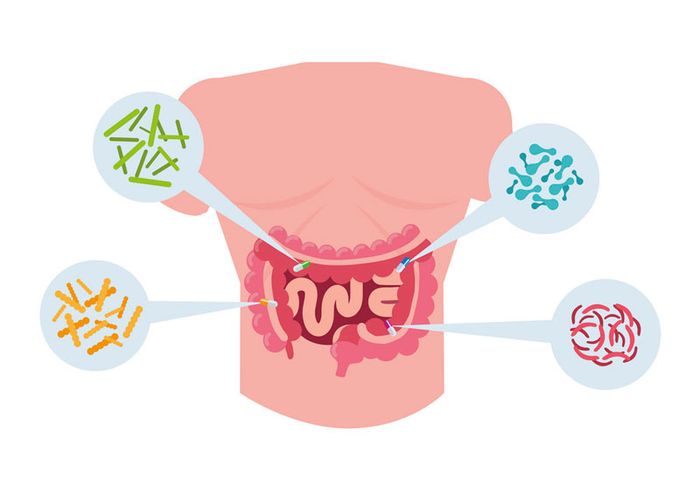 Các vi khuẩn có lợi hỗ trợ tiêu hóa bằng cách chuyển hóa các chất dinh dưỡng thu được.