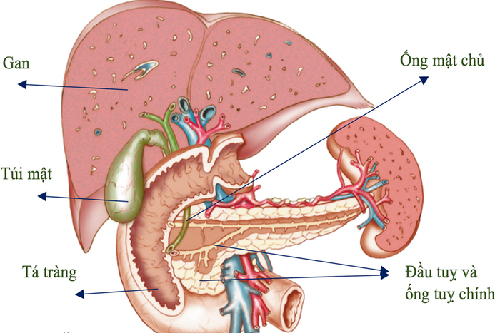 Vị trí và mối quan hệ với các cơ quan xung quanh