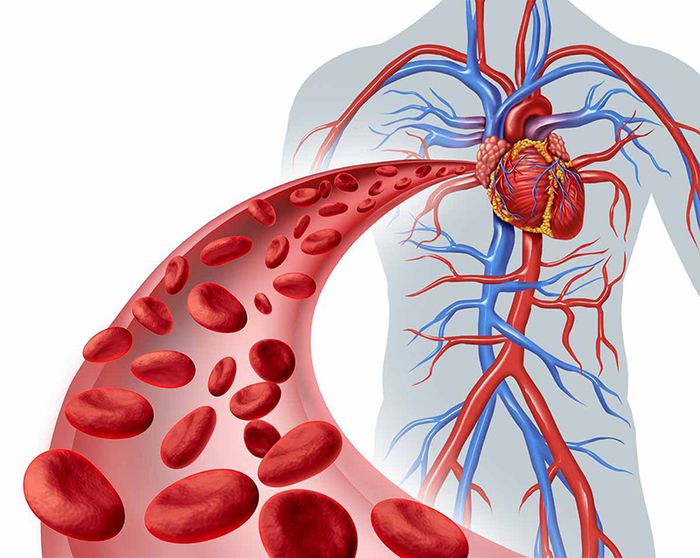 Triglyceride đóng vai trò quan trọng trong hoạt động của cơ thể.