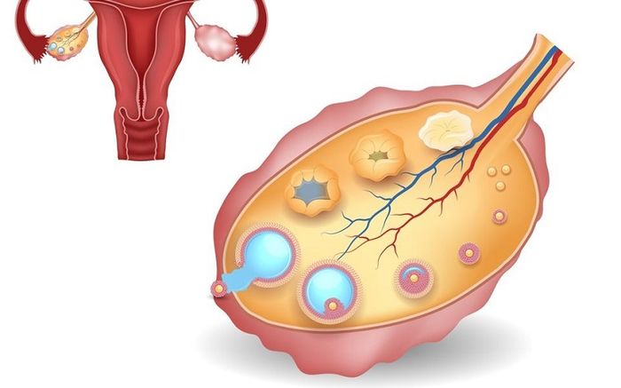 Rụng trứng là một hiện tượng tự nhiên trong cơ thể của phụ nữ