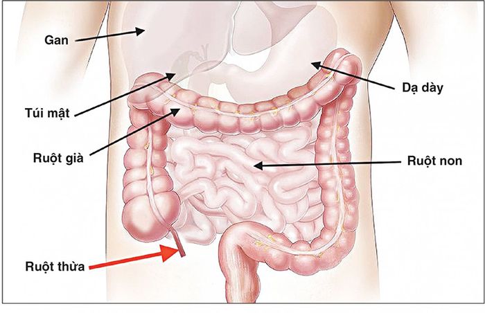 Có thể xuất hiện cơn đau bụng âm ỉ khi mắc bệnh viêm bàng quang