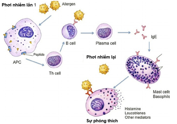 Hình 2. Cơ chế phản ứng quá mẫn loại I thông qua IgE. APC (tế bào trình diện kháng nguyên): tế bào trình diện kháng nguyên; Th (tế bào T-helper): tế bào giúp đỡ; các dưỡng bào: mast cells; các bạch cầu ái kiềm: basophils. Nguồn: Karki G, Microbiologist Kathmandu, qua Online Biology Notes.