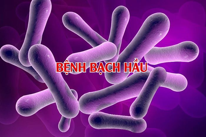 vi sinh vật gây bệnh bạch hầu