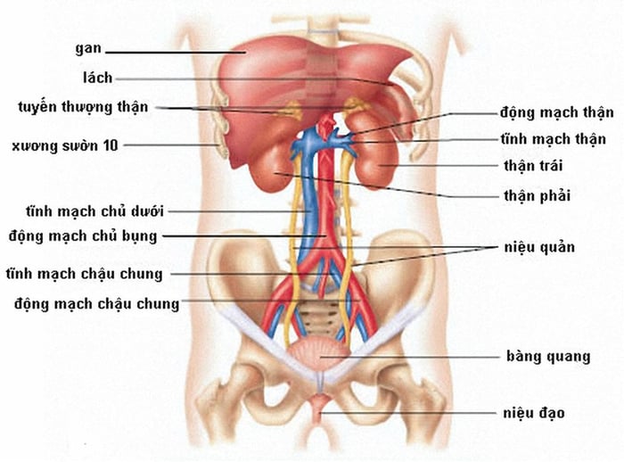 Bên trái của phần bụng chứa đựng nhiều cơ quan quan trọng của cơ thể.