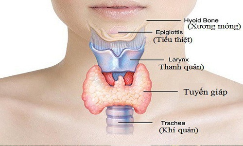 Minh họa về hoạt động của hormon tuyến giáp