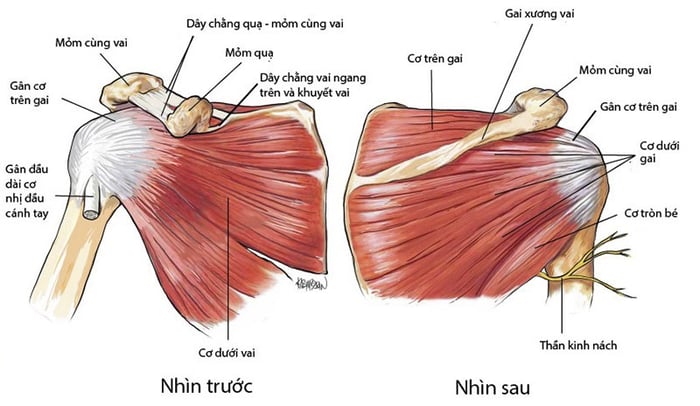 Mô tả về hình dáng và vị trí của cơ xương.