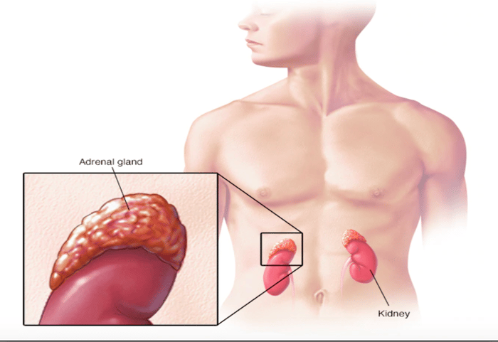 Vị trí của tuyến thượng thận