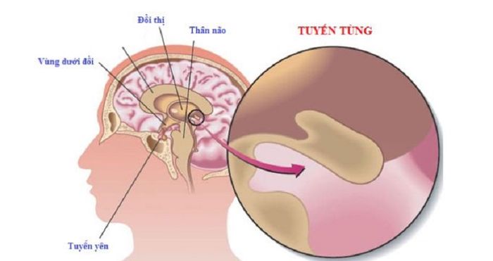 Tuyến tùng được ví như mắt thứ ba ẩn kín trong não bộ của con người