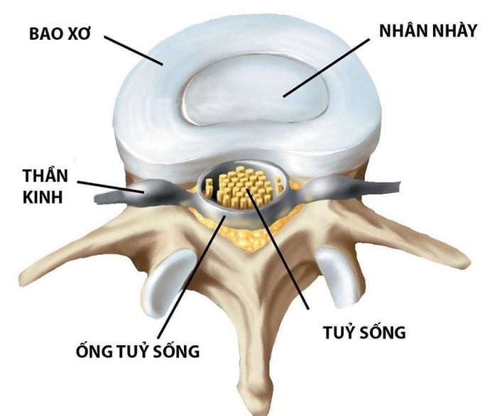 Cấu trúc của đĩa đệm bao gồm một nhân nhầy và các vòng sợi xung quanh.