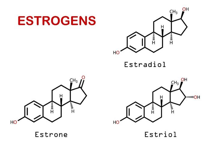 Estrogen - một phần quan trọng của nội tiết tố nữ