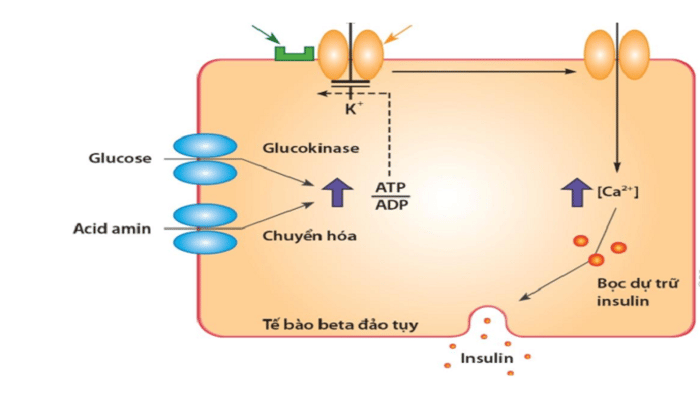 Mô phỏng quá trình tạo glucose trong cơ thể