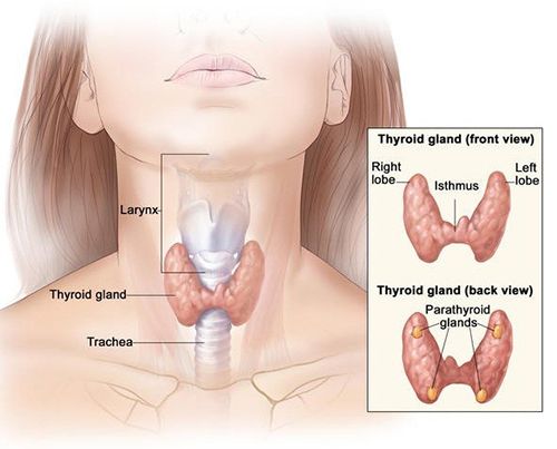 Tuyến giáp đa nhân 2 thùy có thể có hoặc không có độc tính.