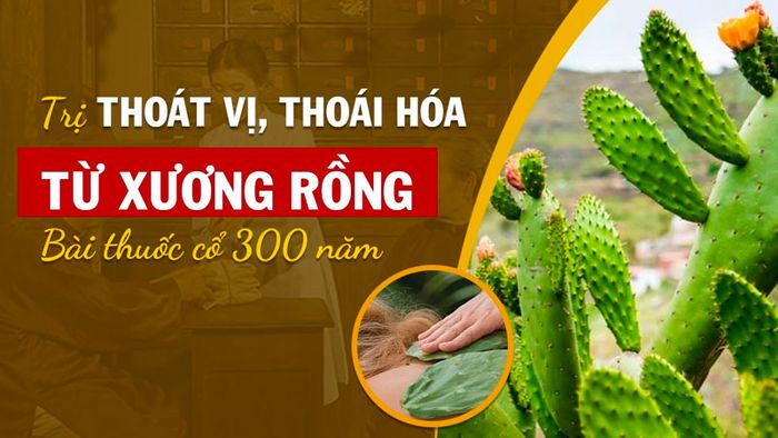 Việc đắp xương rồng cũng giúp giảm đau nhanh chóng