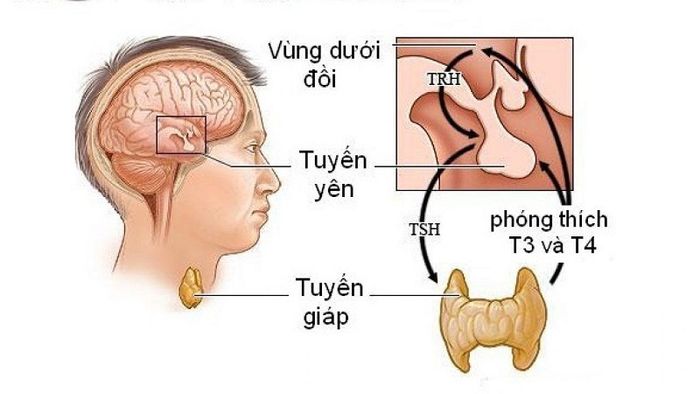 Thyroid là tên gọi khác của tuyến giáp