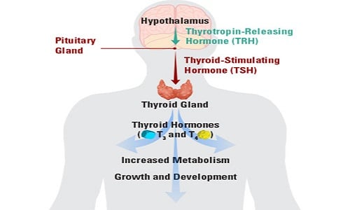 Hình ảnh về hormon tuyến giáp