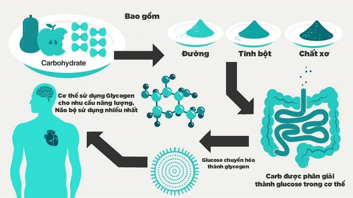 Tính quan trọng của đường trong máu