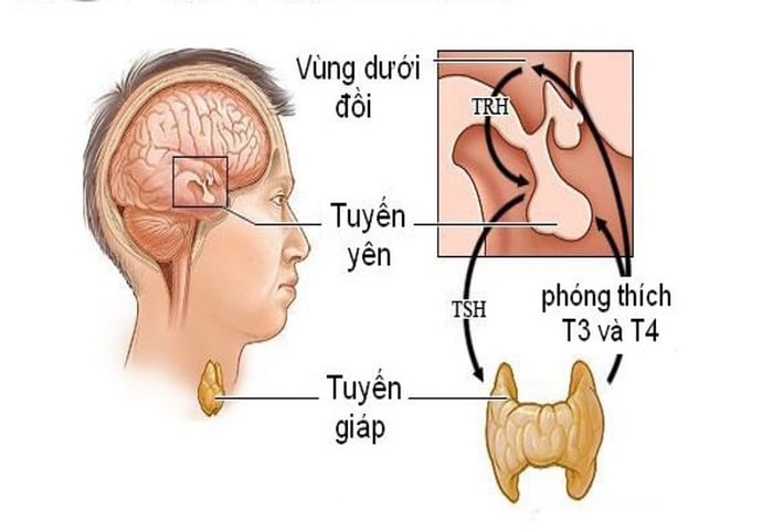 Vùng bên dưới của đồi có kích thước rất nhỏ