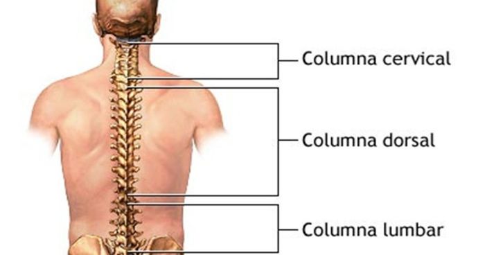 Cột sống lưng bắt đầu từ phía dưới của xương chẩm và kết thúc ở đỉnh của xương cụt