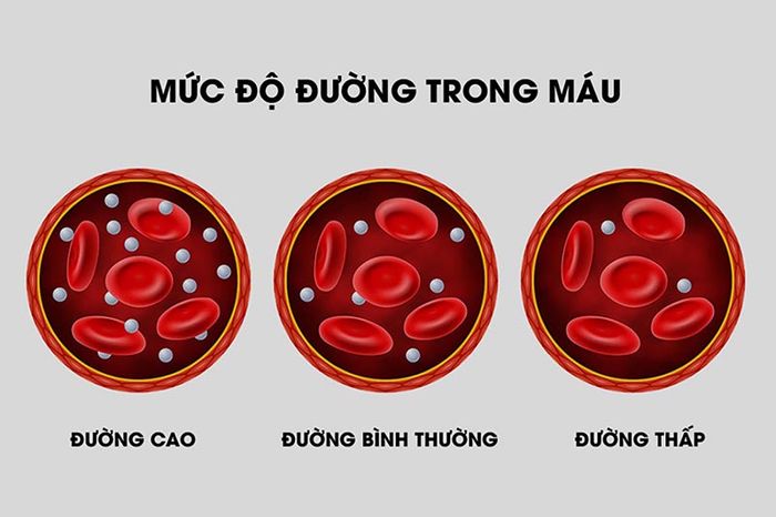 Quá trình hấp thụ glucose trong máu quyết định mức đường cao hay thấp