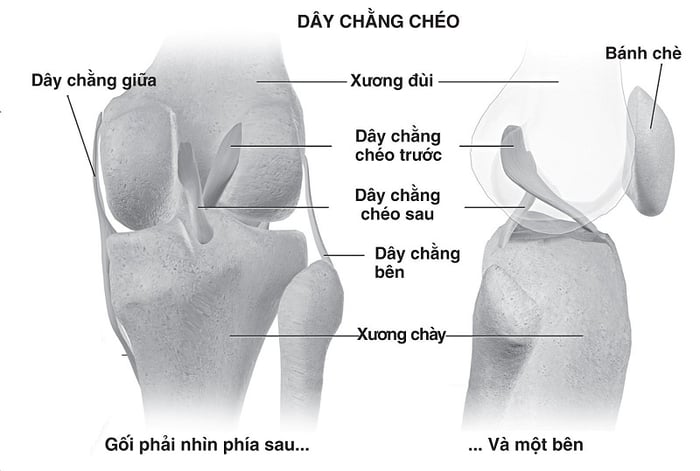 Chế độ ăn uống nào lành mạnh cho khớp gối?