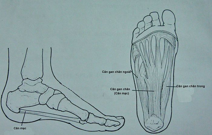 Cơ cân gan bàn chân kết nối giữa gót chân và ngón chân.