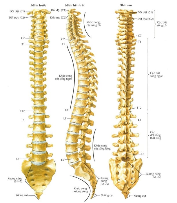 Hình minh họa về cấu trúc xương cột sống của con người