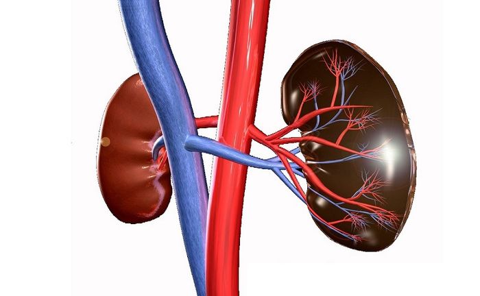 Thận yếu và suy giảm chức năng thận là những nguyên nhân chính gây ra tình trạng tiểu đêm nhiều lần ở nam giới.