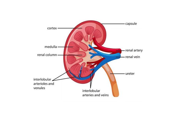 Cấu tạo của thận ra sao?