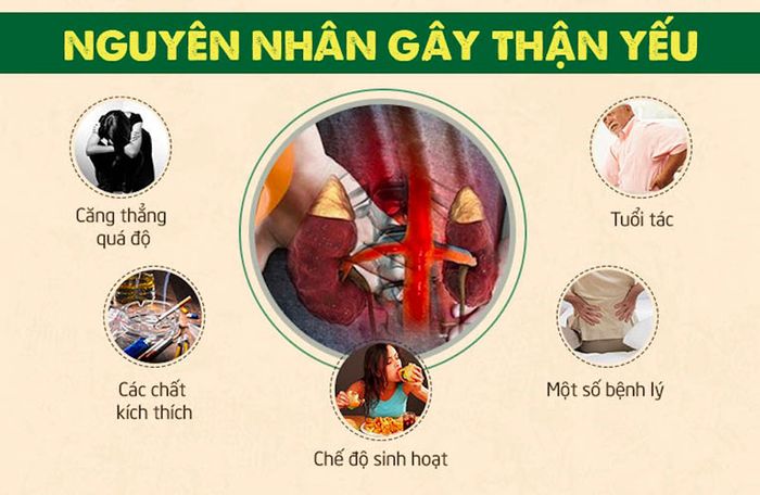 Có nhiều nguyên nhân gây ra tình trạng thận yếu