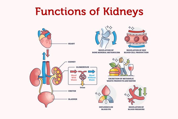 Thận tham gia vào nhiều hoạt động quan trọng trong cơ thể