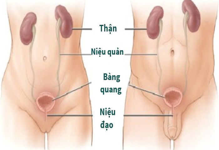 Cấu trúc cơ bản của hệ tiết niệu