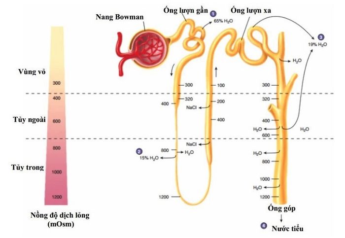 Phác Thảo Quá Trình Hình Thành Nước Tiểu