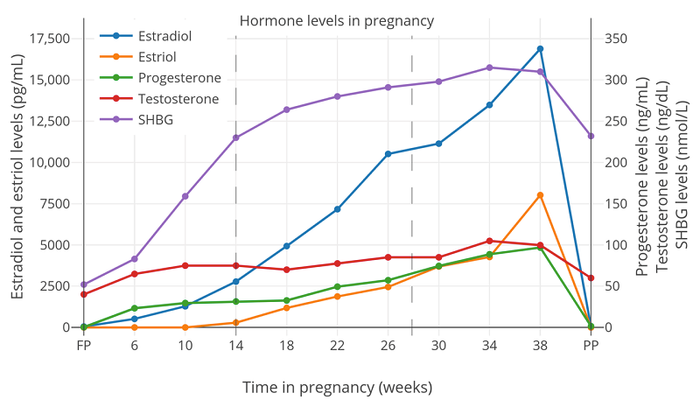 Sự thay đổi hormone trong 3 tháng đầu làm cho phụ nữ mang thai thường đi tiểu đêm