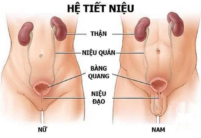 Hình Ảnh Mô Tả Niệu Đạo Nam và Nữ: