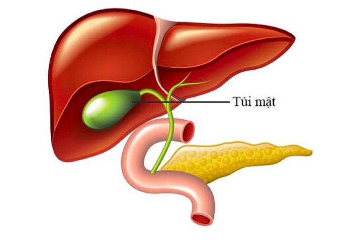 Khái niệm về túi mật