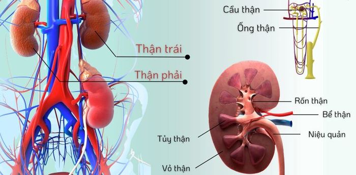 Thận đóng vai trò quan trọng trong hệ tiết niệu