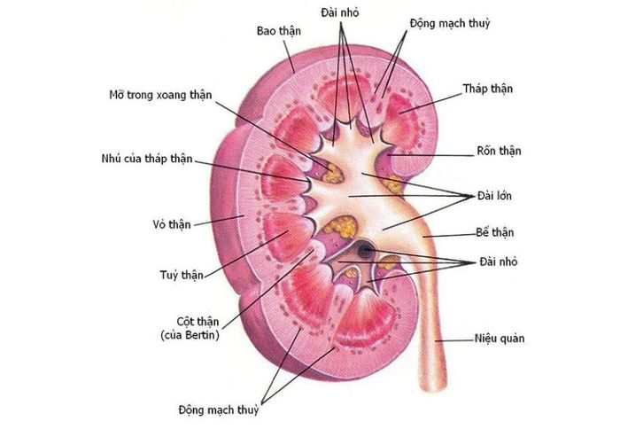 Đặc Điểm Cấu Tạo của Thận