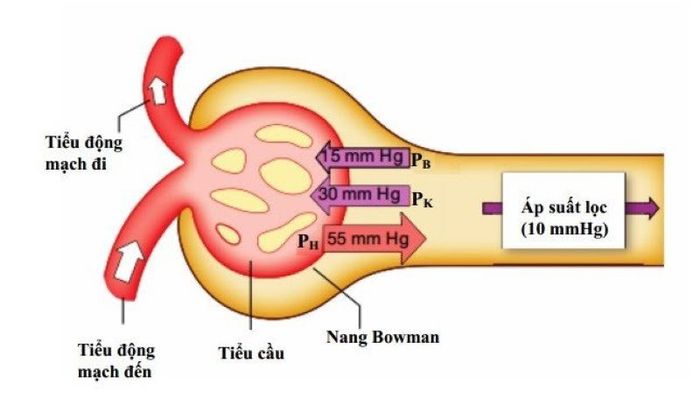 Quá Trình Lọc tại Cầu Thận